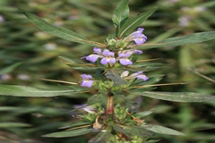 Hygrophila auriculata